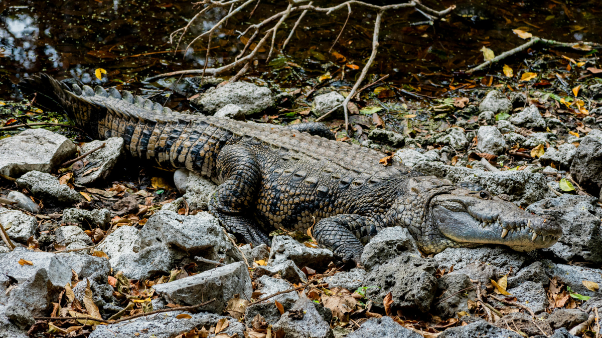 Dueño de cocodrilo se pronunció tras incautación del reptil en Palmira: “vivió más de 50 años conmigo”