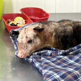 Zarigüeya herida con machete es rescatada por autoridades ambientales en Cali