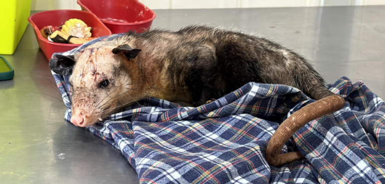 Zarigüeya herida con machete es rescatada por autoridades ambientales en Cali