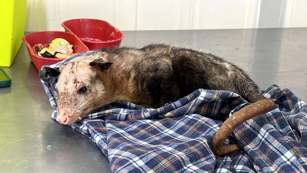Zarigüeya herida con machete es rescatada por autoridades ambientales en Cali