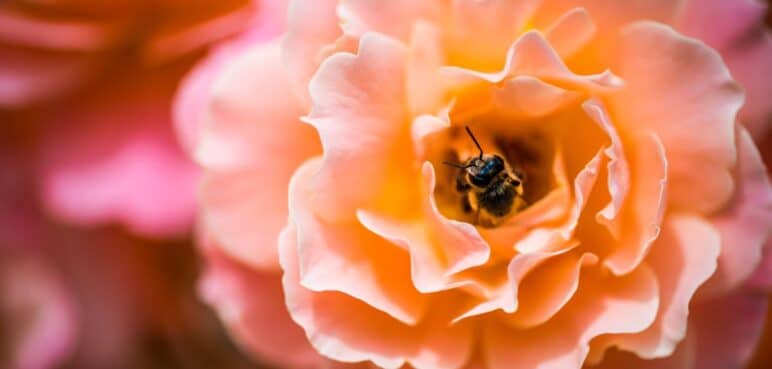 ¿Conoce la canción de la COP16? Representa la biodiversidad y el amor a la naturaleza