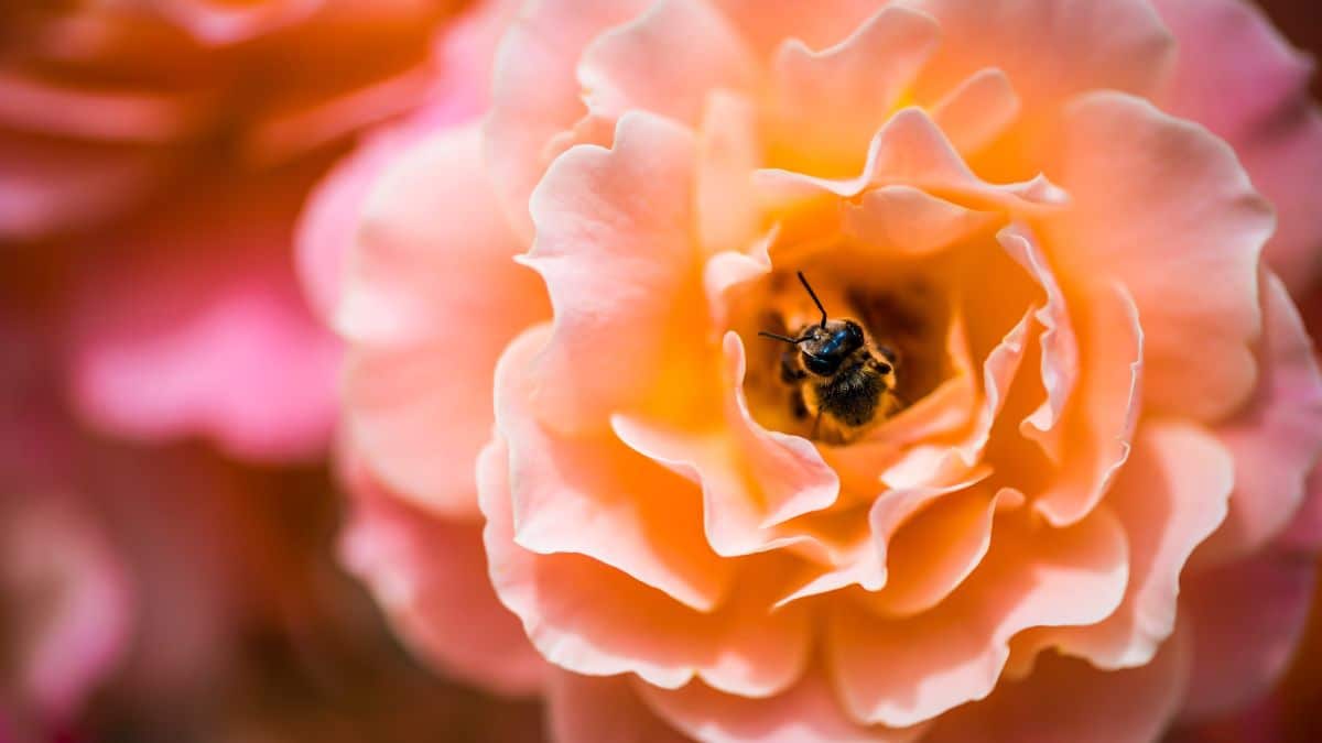 Conozca el curioso himno de Colombia interpretado a través de su biodiversidad