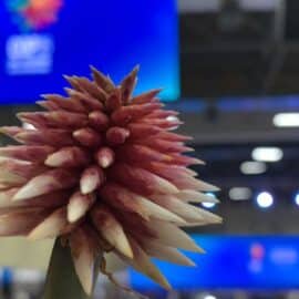 Simbología que atrapa: la magnífica razón por la que la flor de Inírida sea el logo de la COP16