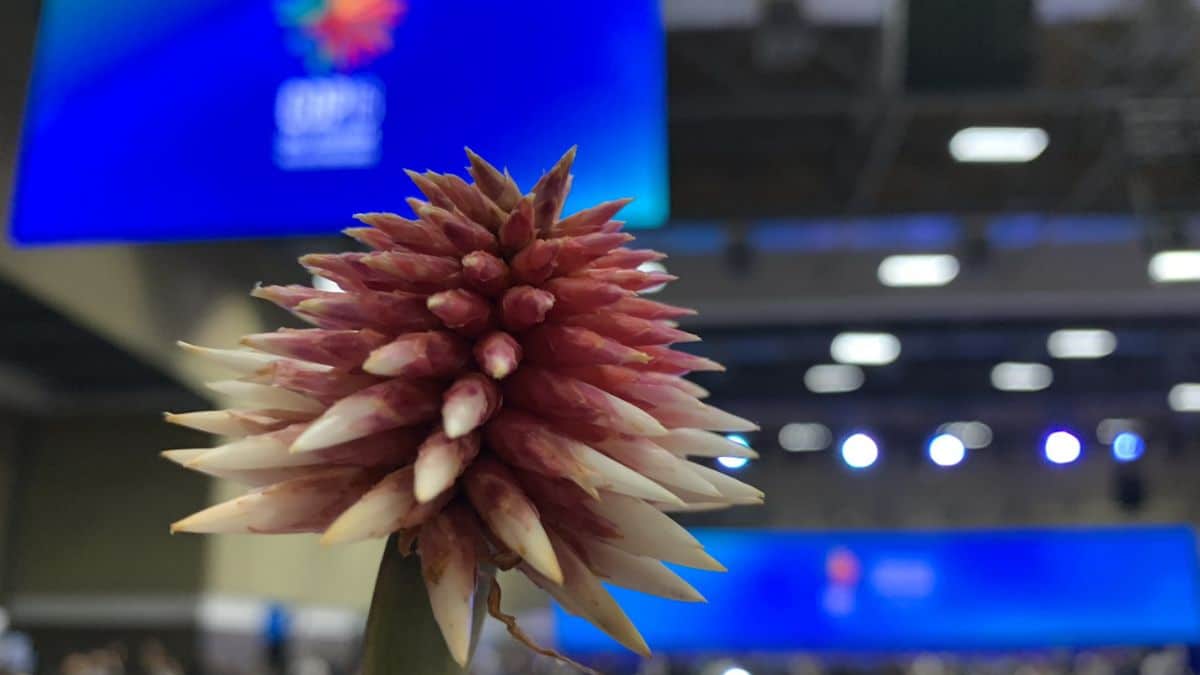 Simbología que atrapa: la magnífica razón por la que la flor de Inírida sea el logo de la COP16