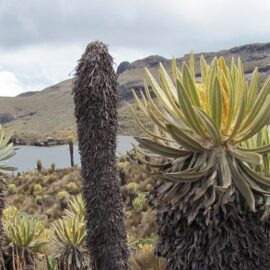 frailejones