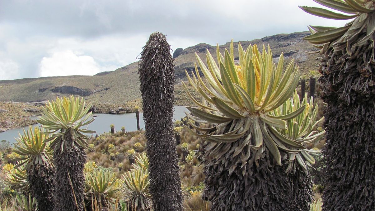 frailejones