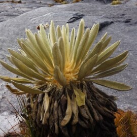 ¿Por qué los frailejones son importantes para la supervivencia? Esta es la maravillosa razón