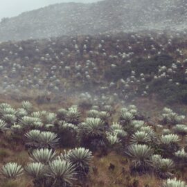 frailejones