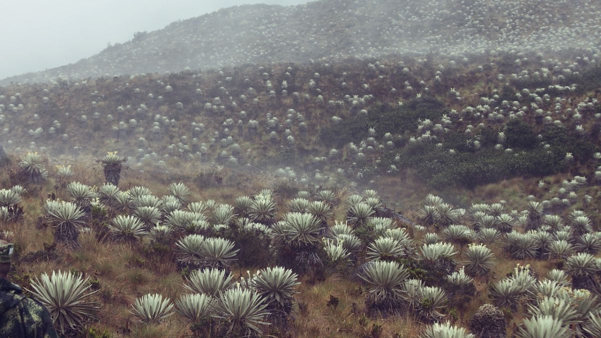 frailejones