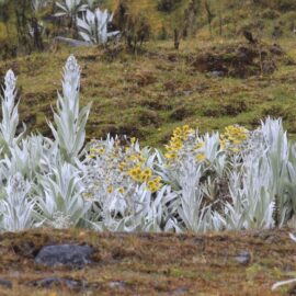 frailejones