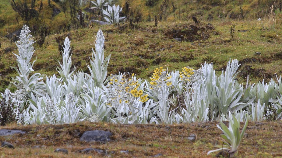 frailejones
