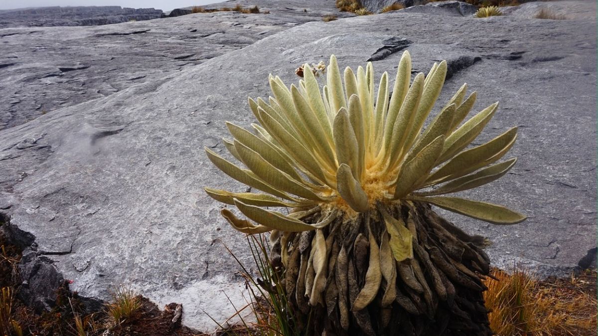 Experiencias inmersivas en la COP16: la voz de la naturaleza en Cali