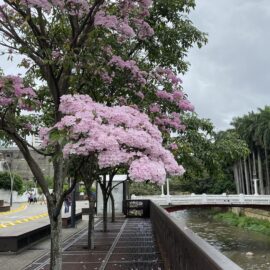 Circuito de la Biodiversidad COP16