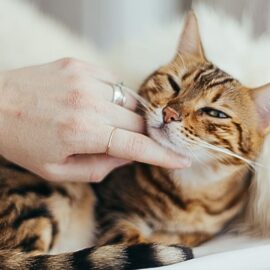 Estas son algunas claves para mejorar la comunicación con su gato