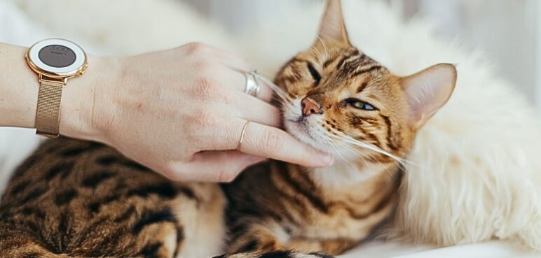 Estas son algunas claves para mejorar la comunicación con su gato