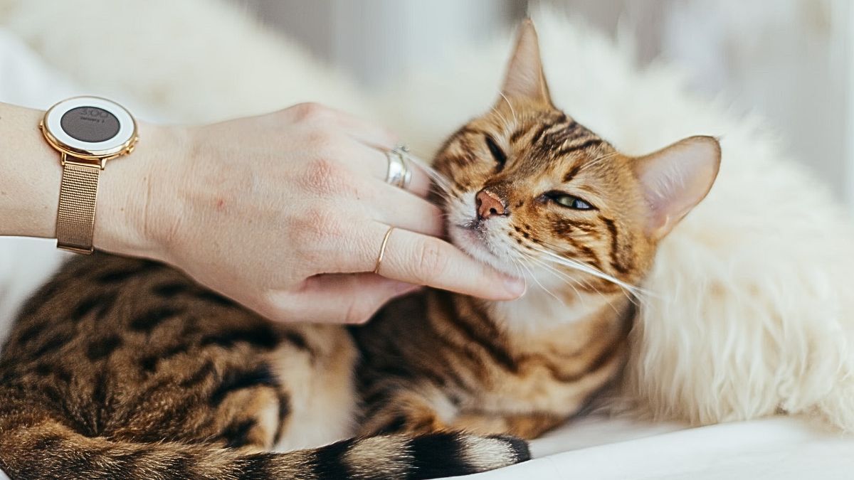 Estas son algunas claves para mejorar la comunicación con su gato