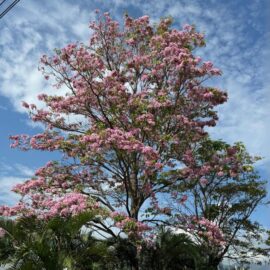 En imágenes: los majestuosos guayacanes y su permanencia en Cali