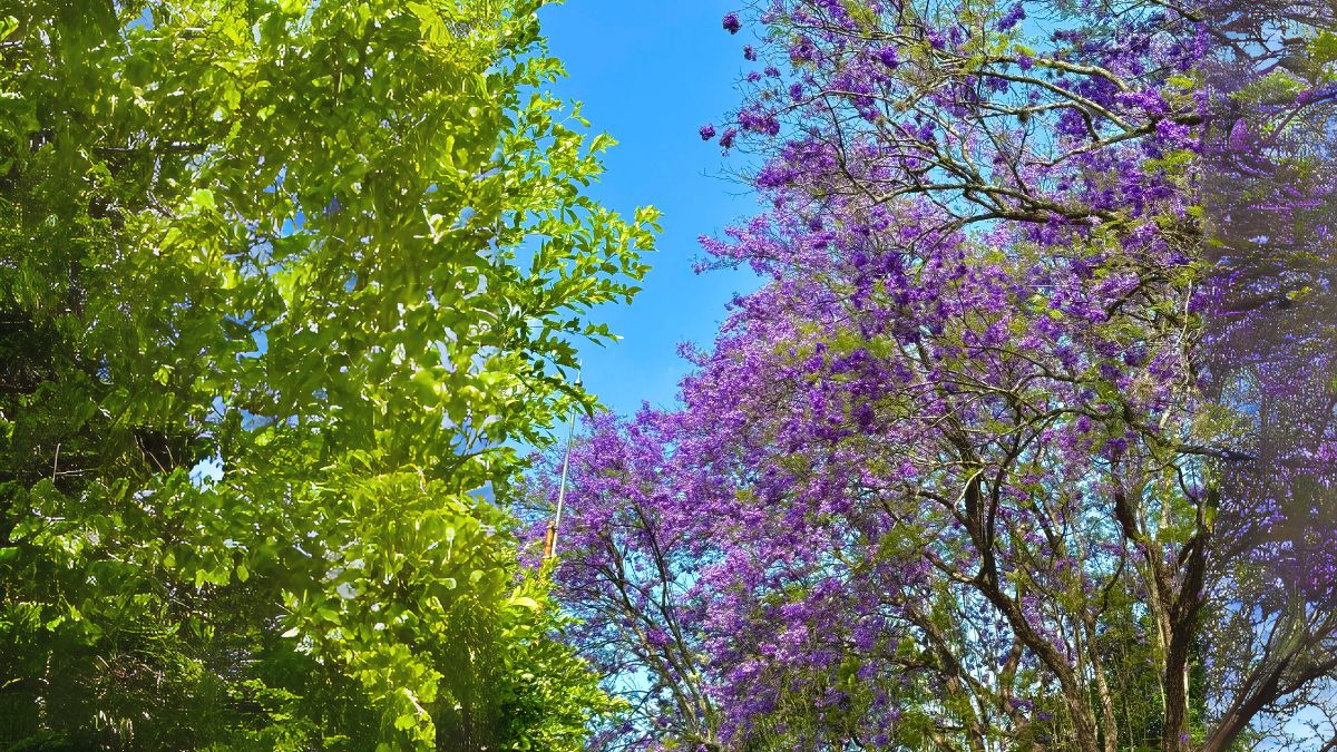 En Cali 'florece' la esperanza: así se vivió acto simbólico contra la violencia