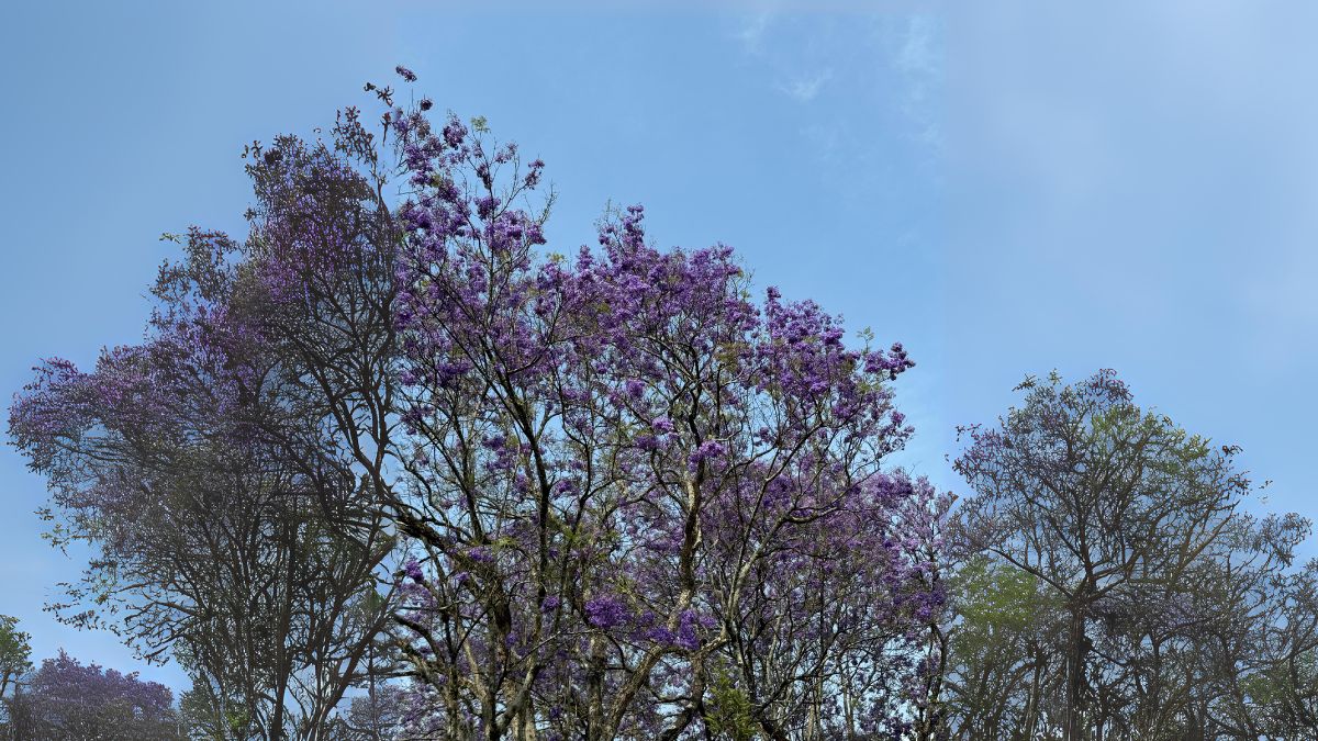 guayacanes3