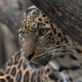 Las increíbles razones por las que el jaguar es insignia natural en América