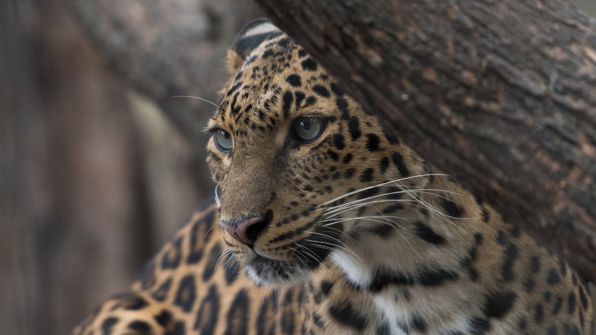 jaguar (3)