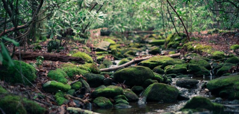 ABC para comprender la COP16: ¿Qué son los 'recursos genéticos'?