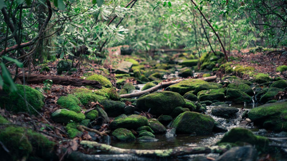 naturaleza-bosque