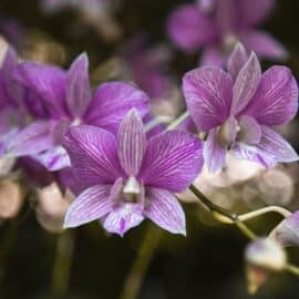 ¿Por qué la orquídea es la flor nacional en Colombia? Tiene una hermosa explicación