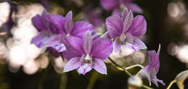 ¿Por qué la orquídea es la flor nacional en Colombia? Tiene una hermosa explicación