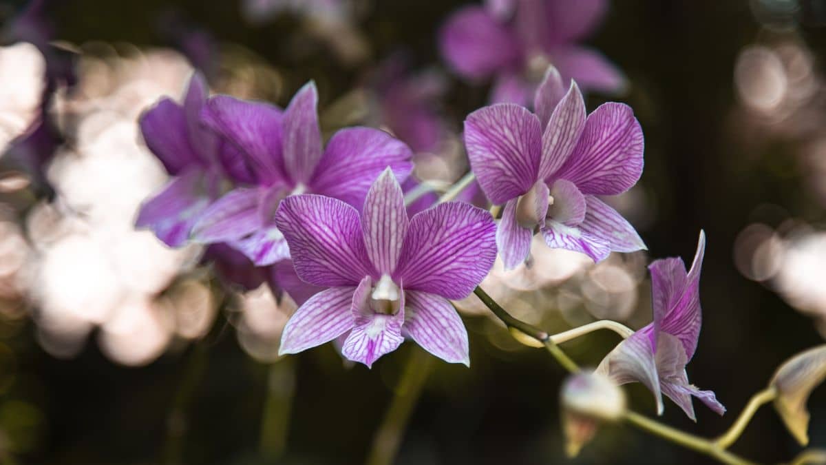 ¿Por qué la orquídea es la flor nacional en Colombia? Tiene una hermosa explicación