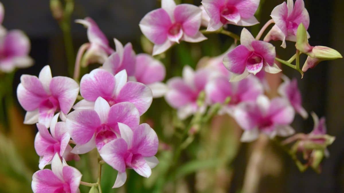 orquídea