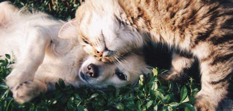 Jornada de esterilización gratuita para esta semana en Cali, conozca cuándo y dónde serán