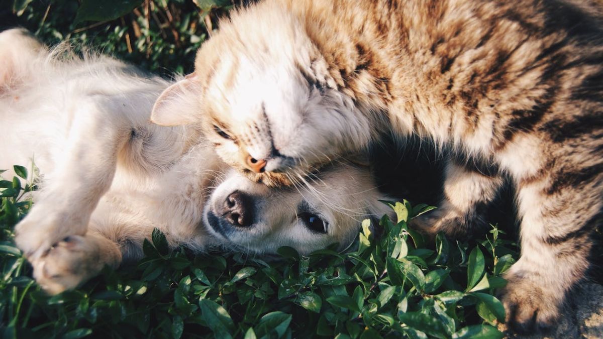 perro y gato
