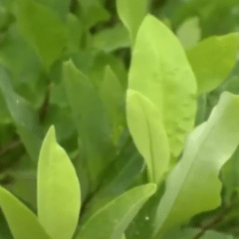 ¿Es viable la compra estatal de hoja de coca? Propuesta de Petro genera debate