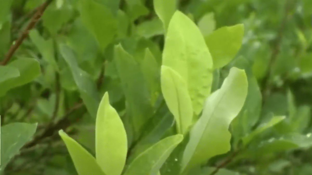 ¿Es viable la compra estatal de hoja de coca? Propuesta de Petro genera debate