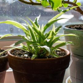 ¿Quiere revivir su planta, pero no sabe cómo hacerlo? Siga estos simples métodos para salvarla