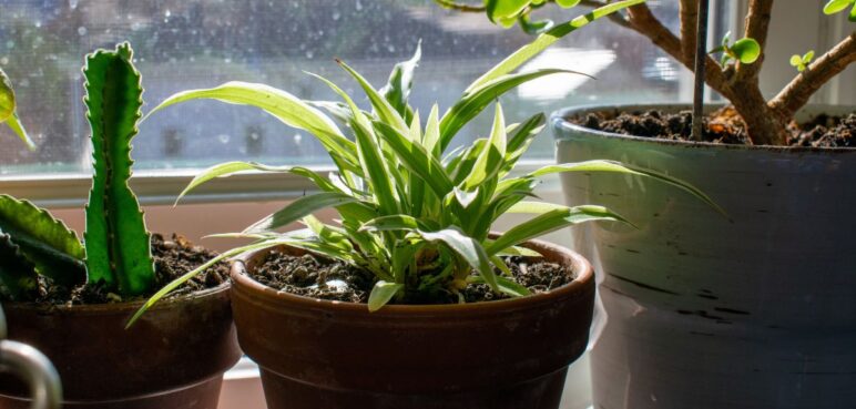 ¿Quiere revivir su planta, pero no sabe cómo hacerlo? Siga estos simples métodos para salvarla
