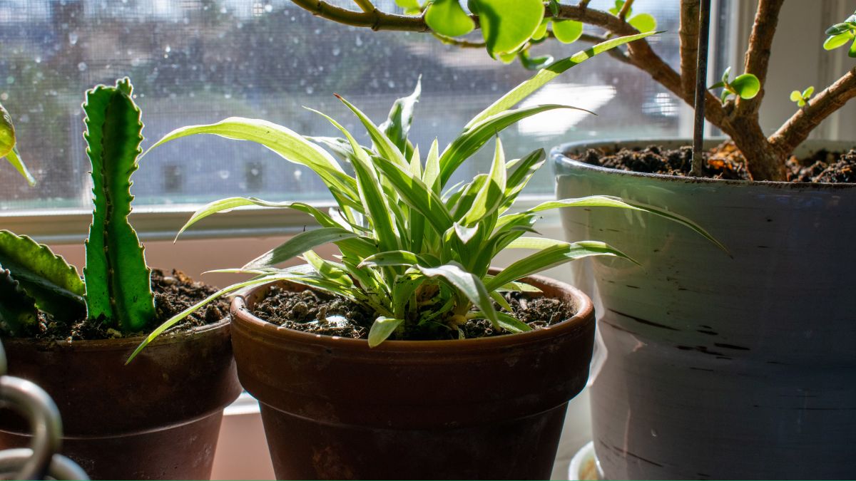 ¿Quiere revivir su planta, pero no sabe cómo hacerlo? Siga estos simples métodos para salvarla
