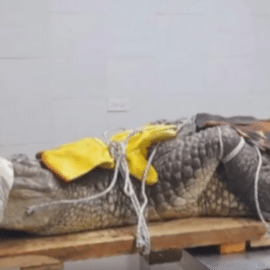 En video: un cocodrilo de casi tres metros fue hallado en el patio de una vivienda en Palmira