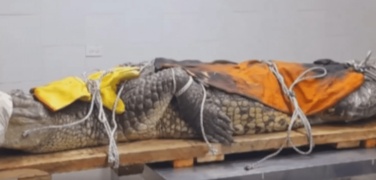 En video: un cocodrilo de casi tres metros fue hallado en el patio de una vivienda en Palmira