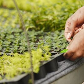 Sostenibilidad agrícola: Importancia de las fincas econativas en la conservación de la biodiversidad