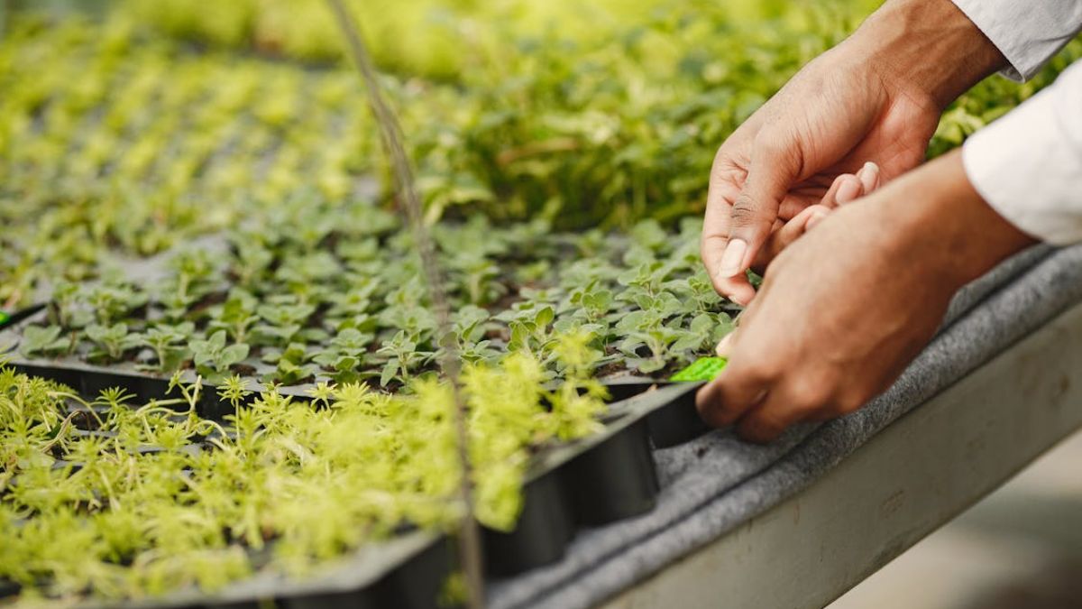 Sostenibilidad agrícola: Importancia de las fincas econativas en la conservación de la biodiversidad