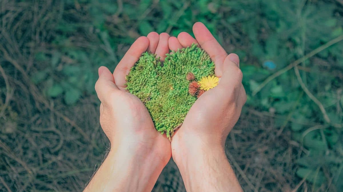 Conoce a Floresmila COP16, la gata oficial de la cumbre de la biodiversidad