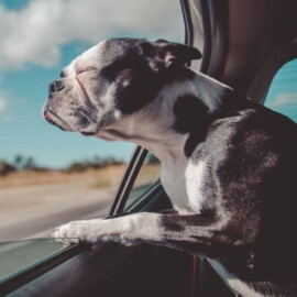 ¡Vacaciones con tu mascota! Guía completa para viajar seguro y feliz con tu animal de compañía