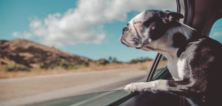 ¡Vacaciones con tu mascota! Guía completa para viajar seguro y feliz con tu animal de compañía