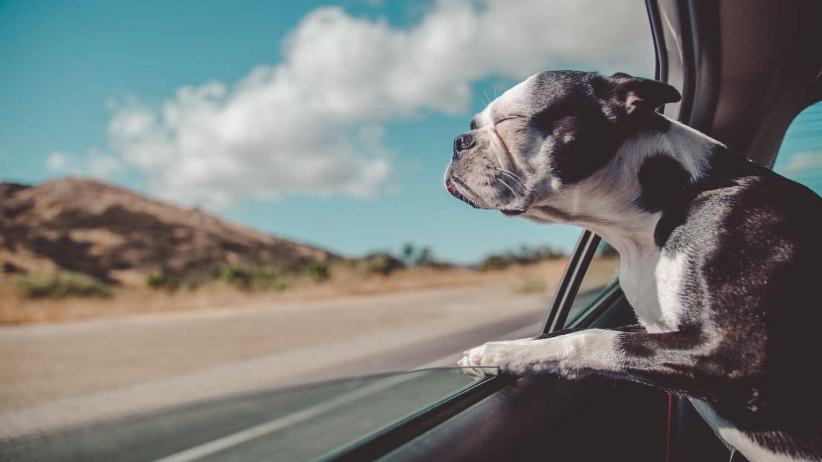 ¡Vacaciones con tu mascota! Guía completa para viajar seguro y feliz con tu animal de compañía