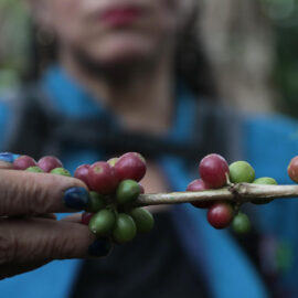 Café colombiano alcanza precios récord, pero enfrenta desafíos logísticos