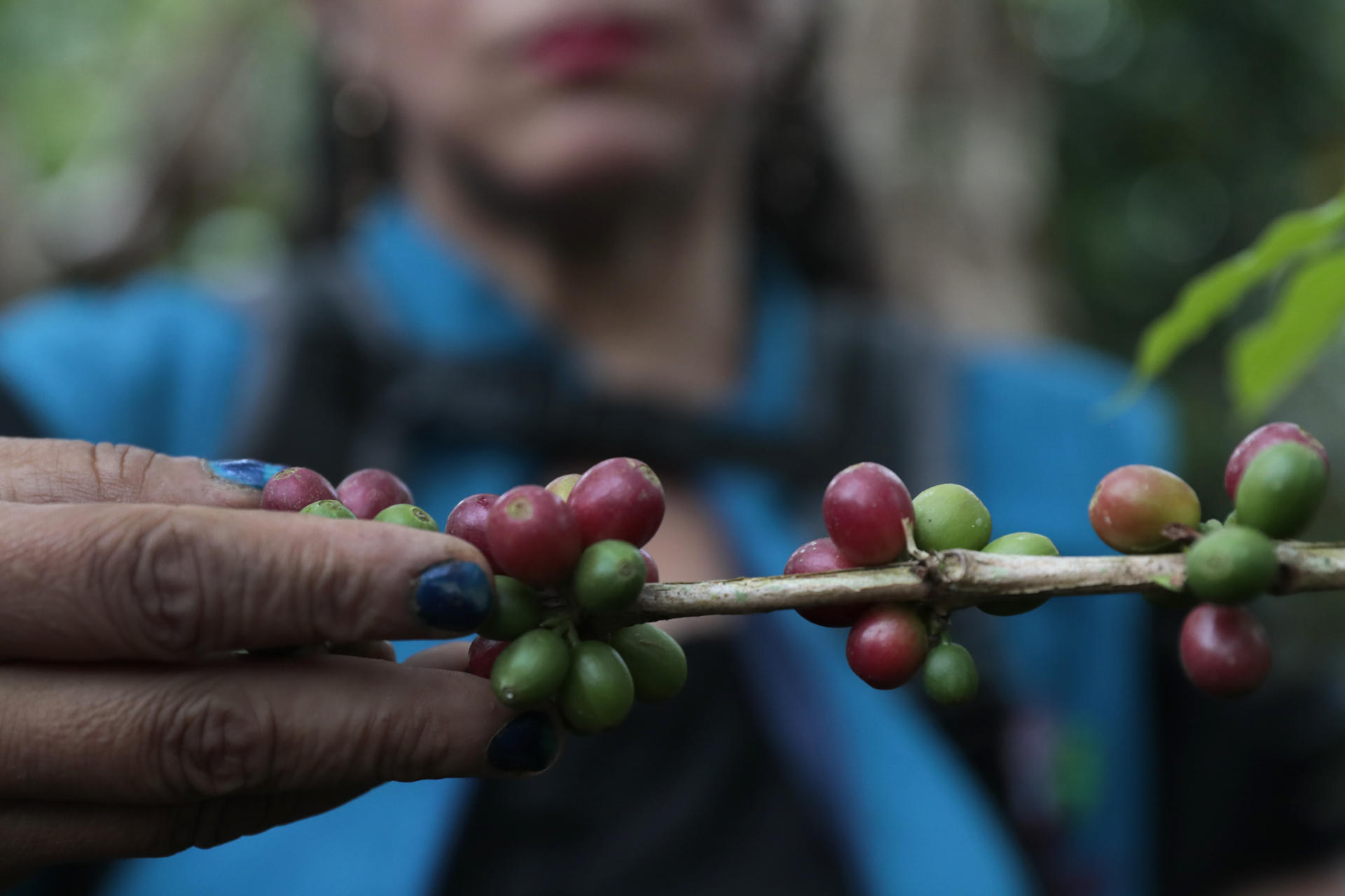 Histórico: Colombia alcanza su mayor producción de café en 29 años