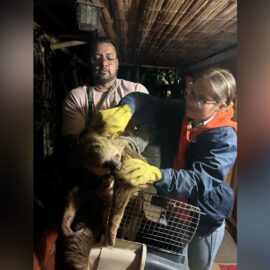 Rescate en Vijes: Liberan a un oso perezoso ¡te robará el corazón!
