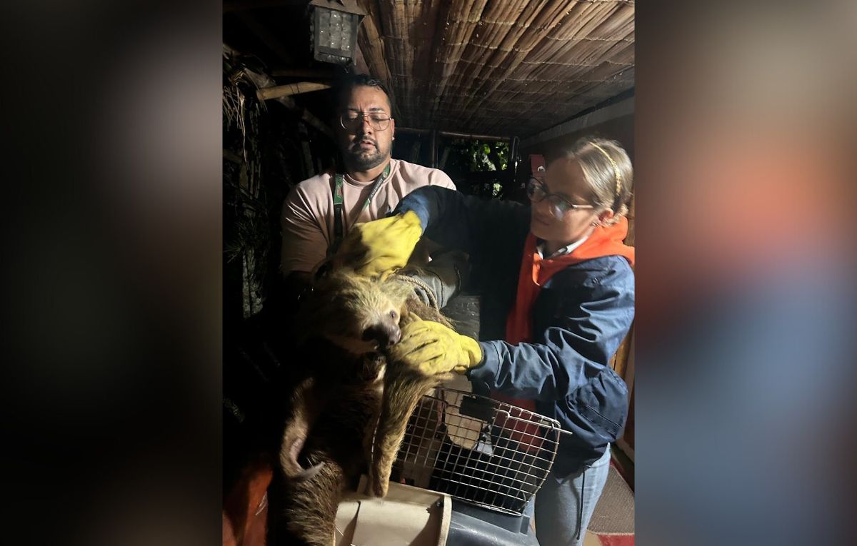 Rescate en Vijes: Liberan a un oso perezoso ¡te robará el corazón!